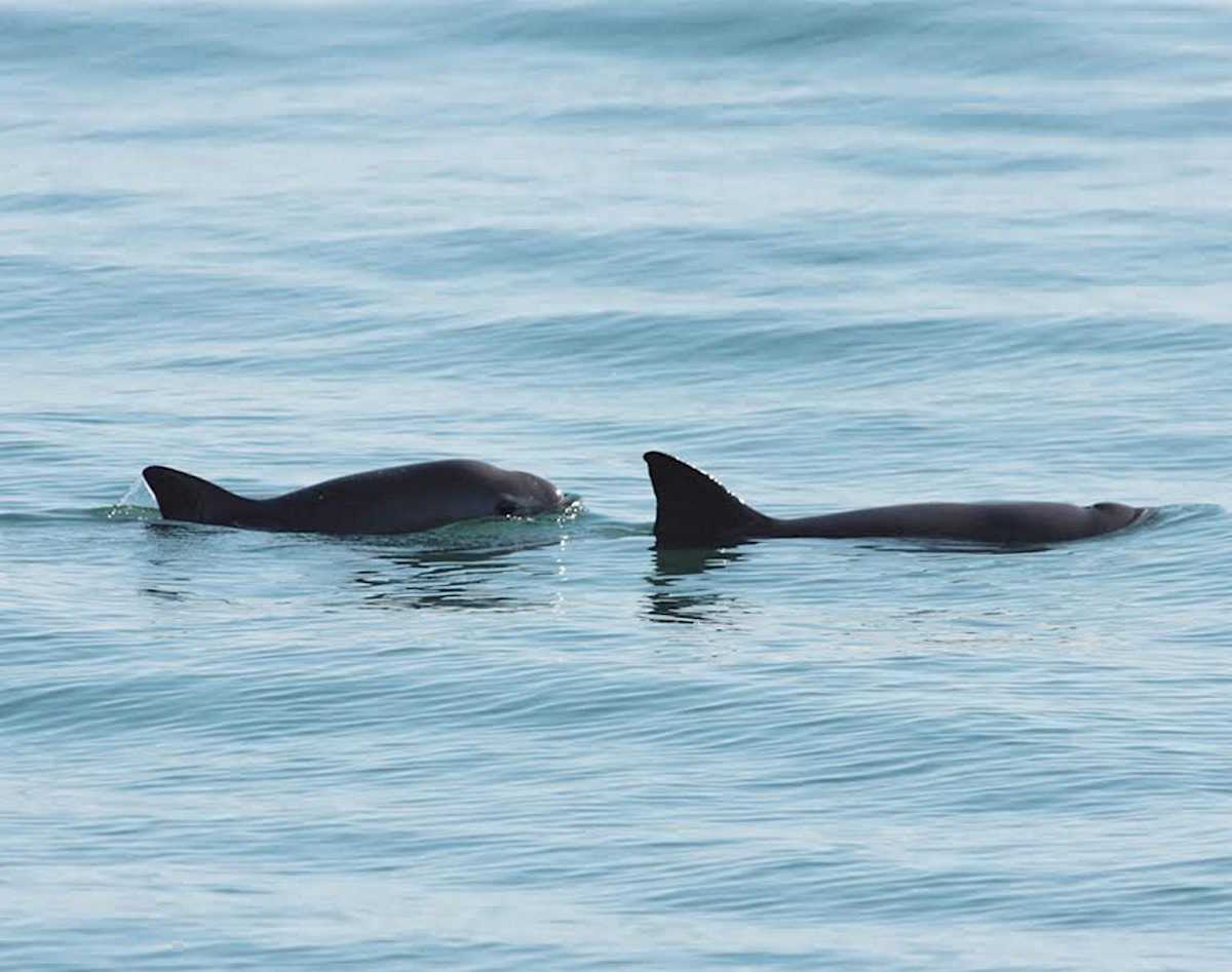 Debate Surrounds How to Save Mexico’s Vaquita Porpoise