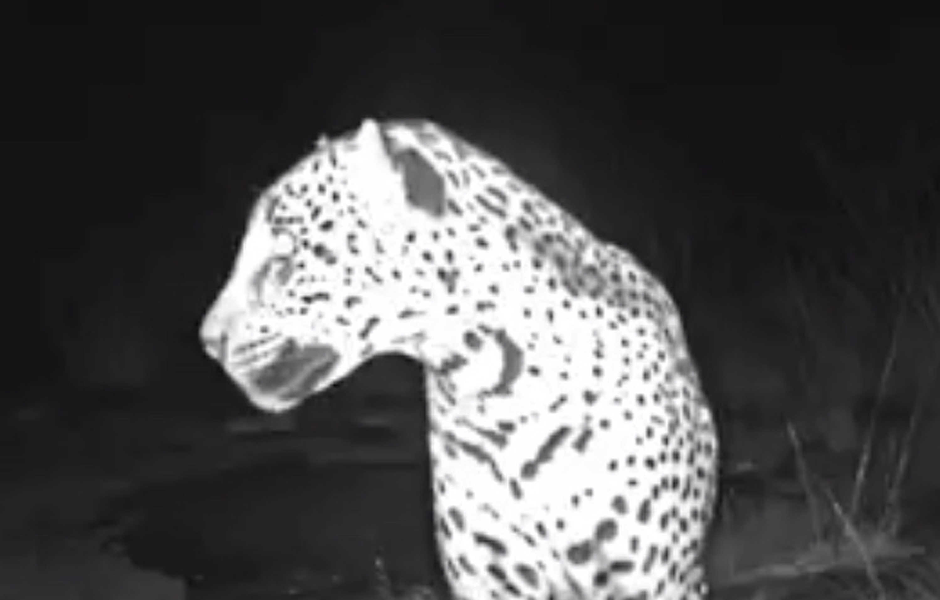 New Video Shows Wild Jaguar Roaming in Southern Arizona